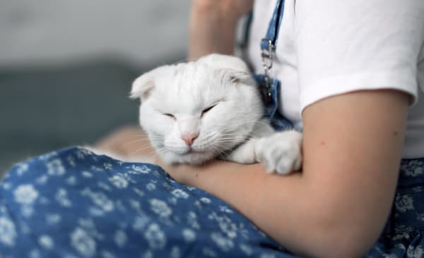 white cat at animal clinic