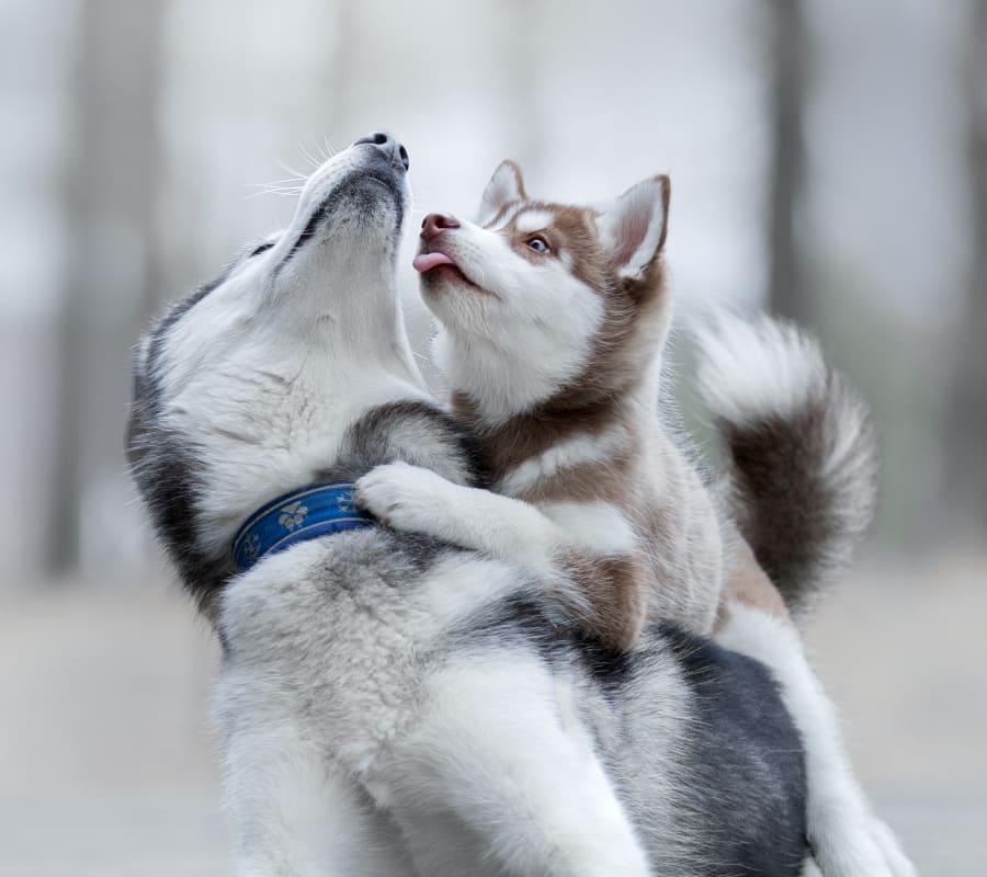 Two Huskies playing