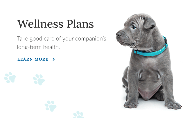 Palmyra Animal Clinic | Palmyra Vet